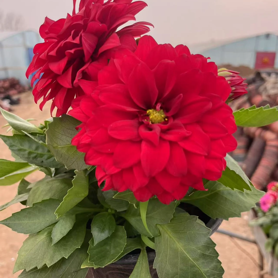 （红美人）大丽花盆栽带花苞阳台庭院好养活四季开花鲜花花期超长