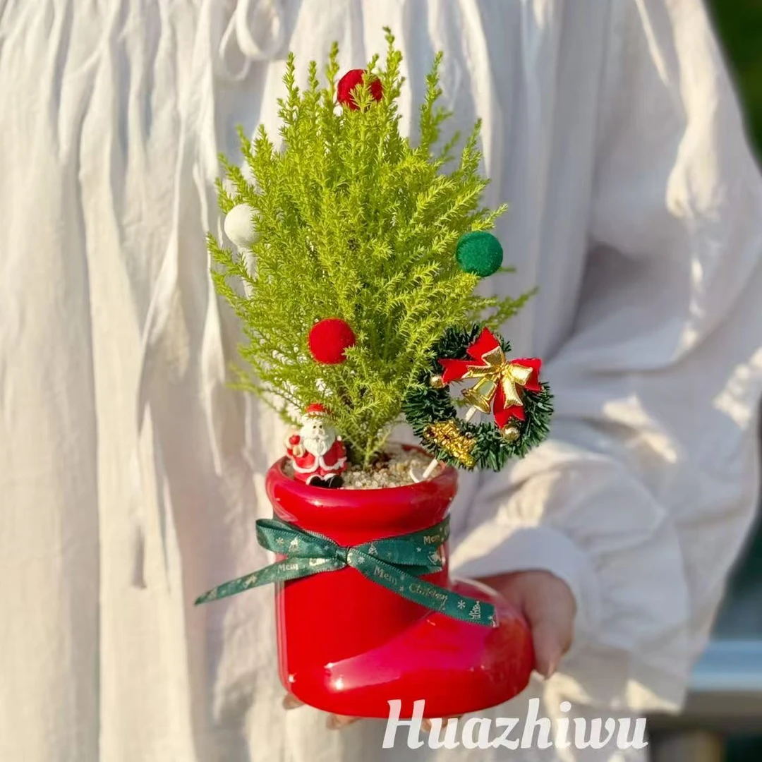 放青松绿植香松盆栽阳台客厅桌面绿植绿清新柠檬香圣诞树花卉