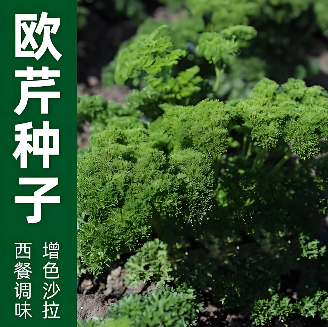 【欧芹种子】家庭阳台小院四季种植盆栽地栽易种易活