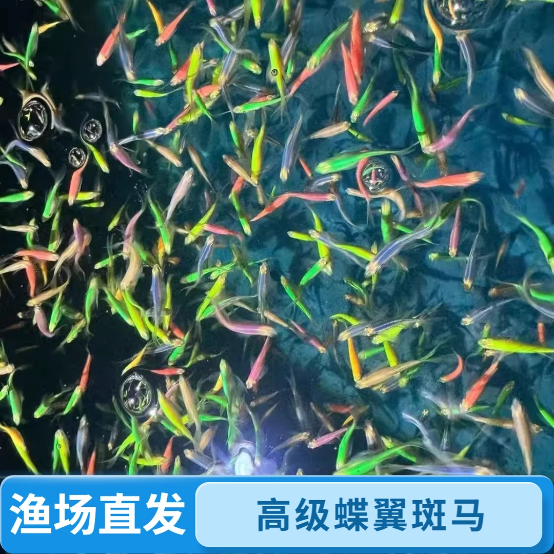 荧光蝶翼斑马鱼长尾冷水小型热带淡水观赏鱼耐活好养