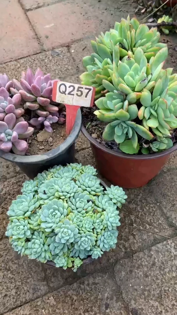 Q257多肉组合默认脱土发货