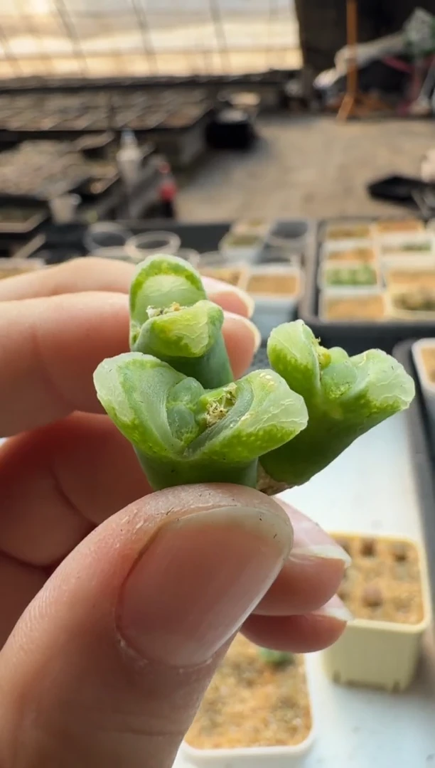 【闪购商品】17-363