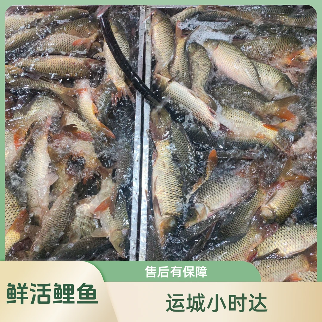 【鲜活】鲤鱼  500g      运城小时达