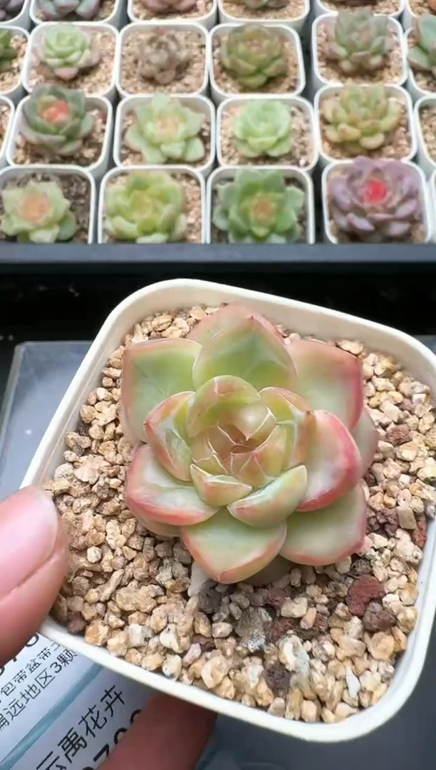 701C云禹多肉植物 带盆土纸巾打包 3颗包邮