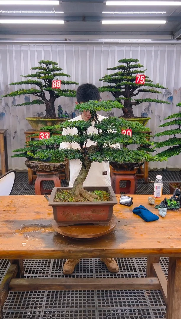 无花朵精品盆景直播间一物一拍