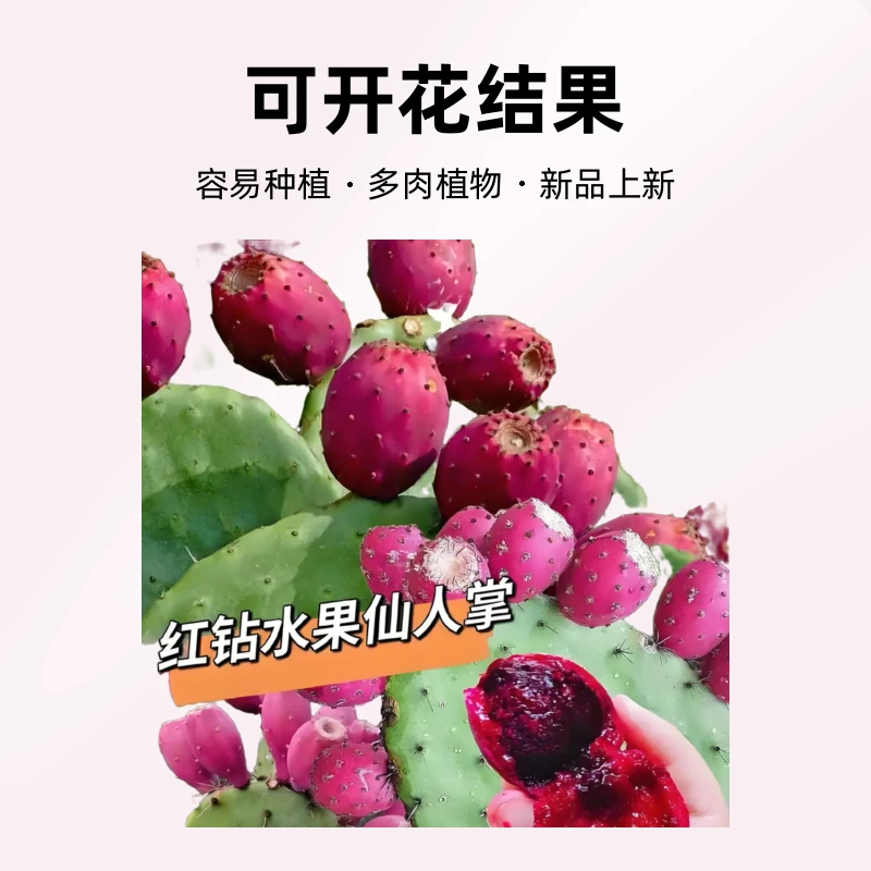 （墨西哥正宗）仙人云钻掌种植片搭配花茶，清新组合享受自然之美