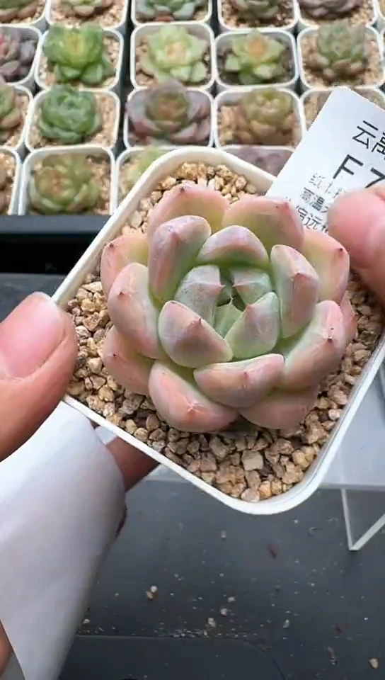 722F云禹多肉植物 默认脱土纸巾打包 3颗包邮