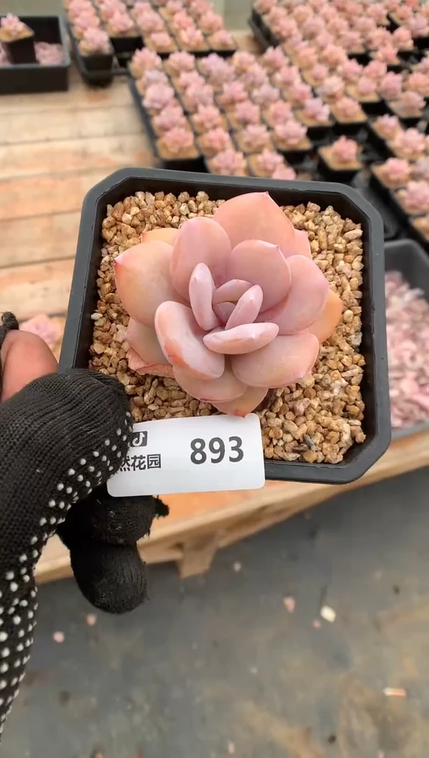 893奶茶一物一拍