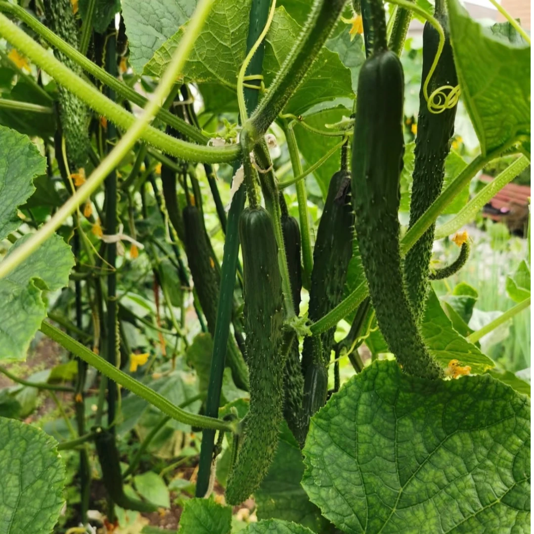 天津露地标榜黄瓜 拍4发5 现摘现发新鲜黄瓜【顺丰包邮】黄瓜同城送标榜黄瓜