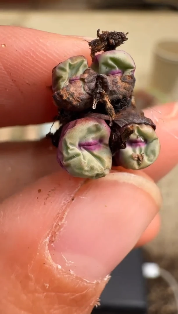 7-178多肉植物肉锥缺水福利