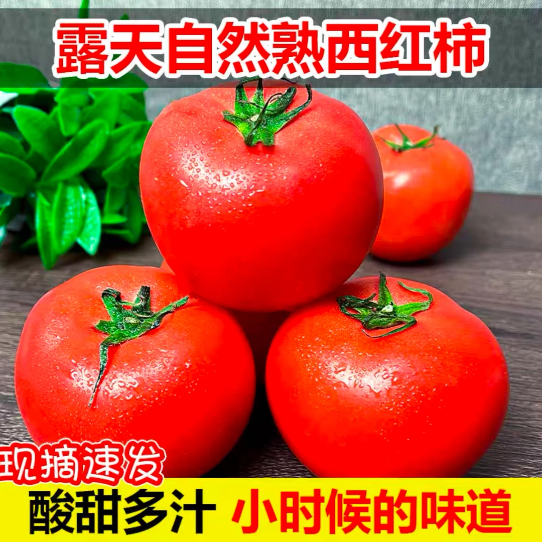 【攀枝花米易西红柿】沙瓤西红柿米易现摘现发新鲜多汁5斤装