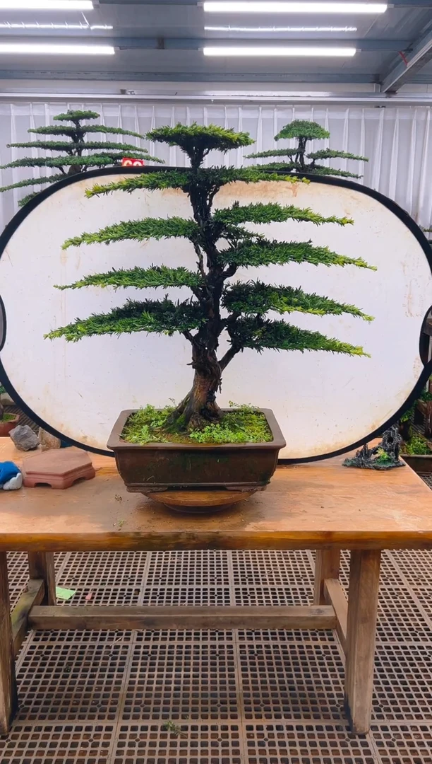 无花朵东**花精品盆景直播间一物一拍