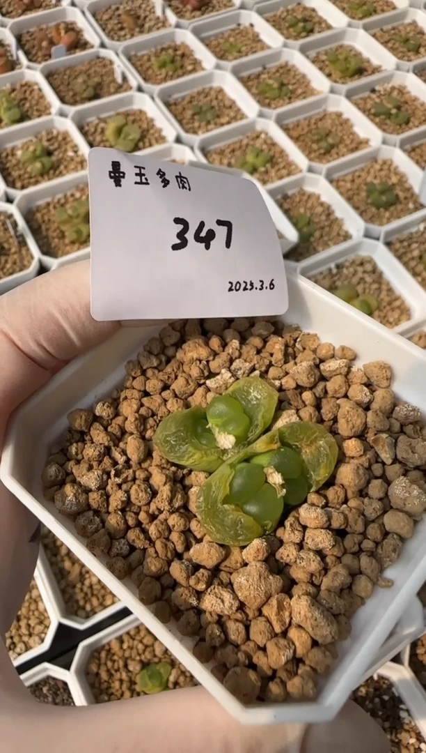 【闪购商品】3.9-347菠萝