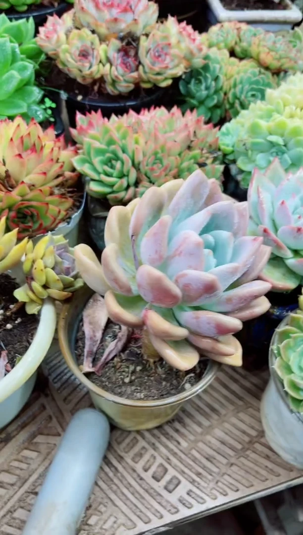 双****厂10008多肉植物一物一拍