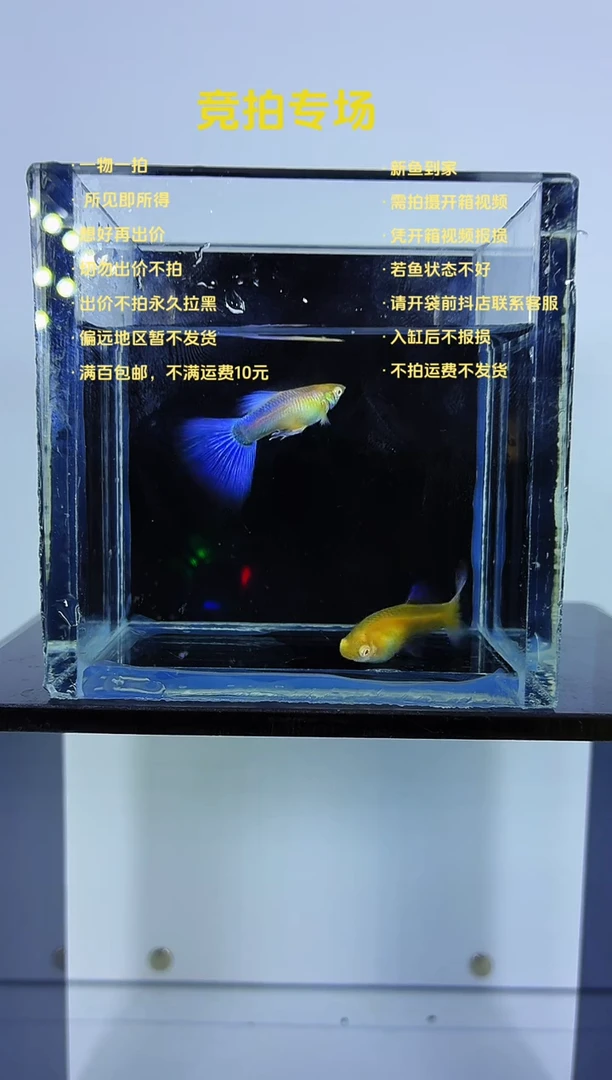 孔雀鱼紫白飞船亚成一对-70