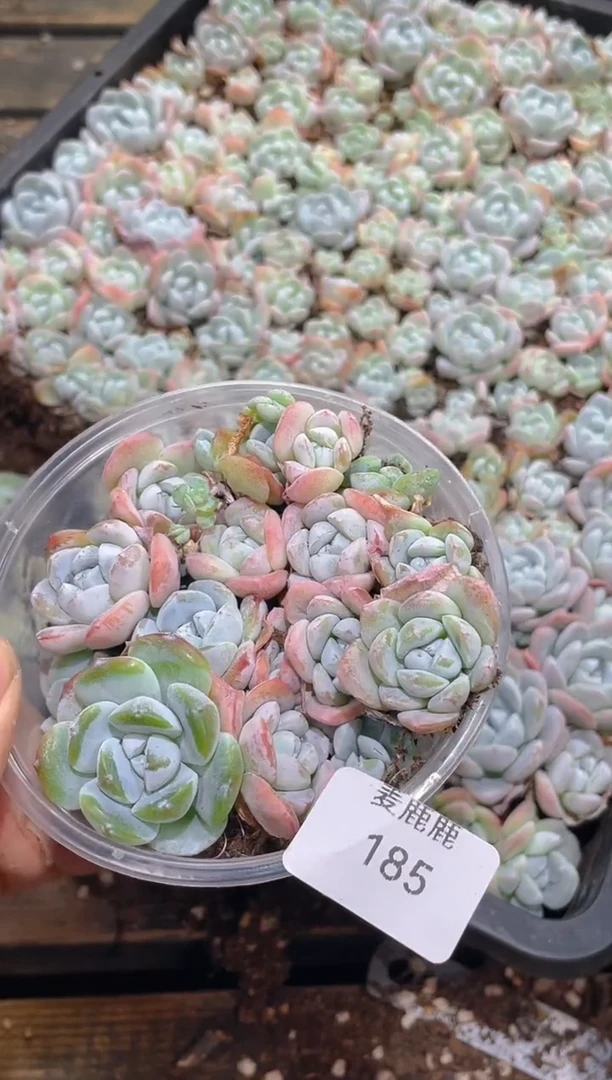185玉蝴蝶      量拍