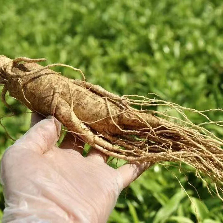 正宗长白山人参 足龄6年鲜人参 6-7颗一斤 煲汤 泡酒送人送礼佳品