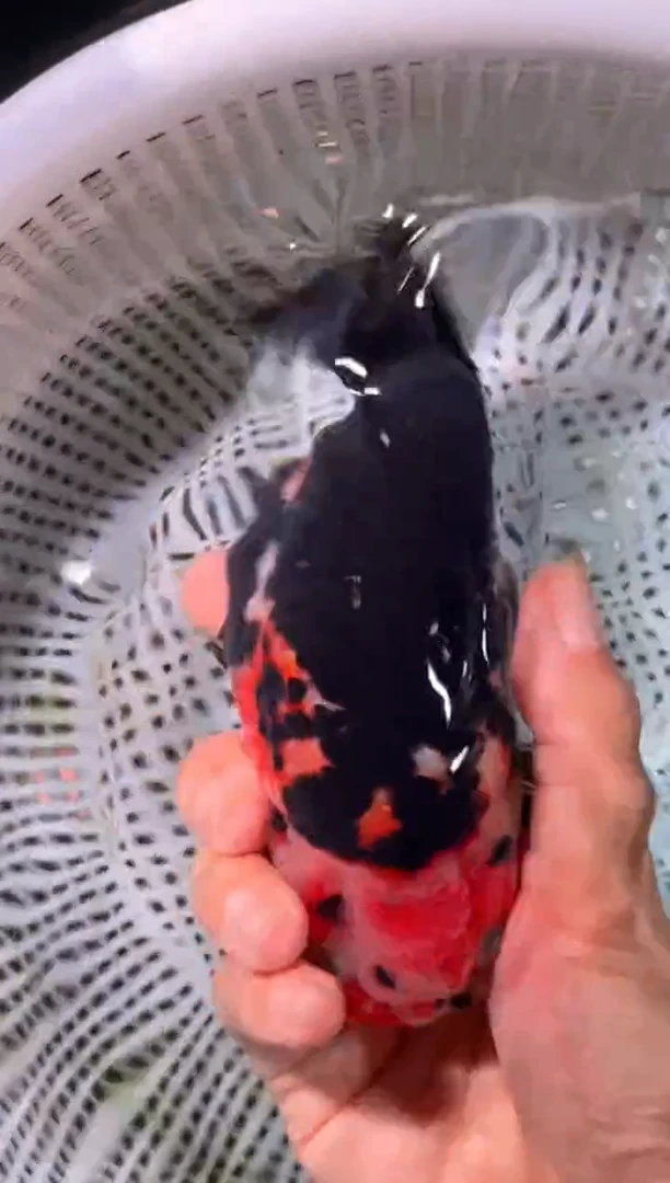 金鱼运费自理，马印灯照射）福州追鱼兰寿金鱼