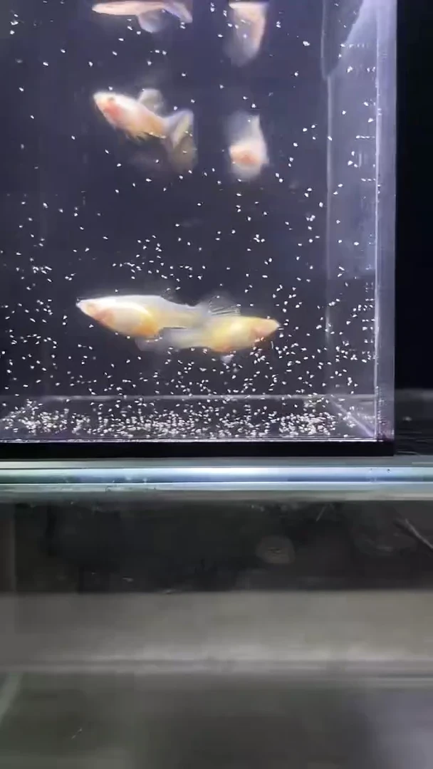 孔雀鱼金粉孔雀鱼编号45
