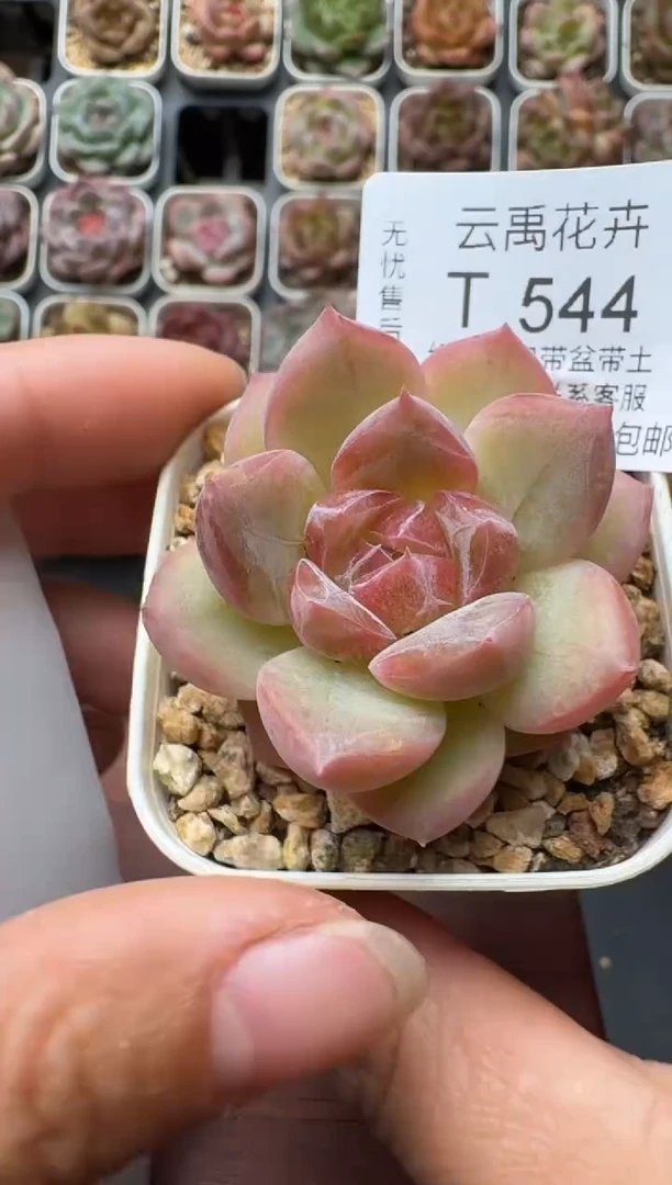 544带盆土发 当场拍3颗以上包柚 多肉植物 一物一拍