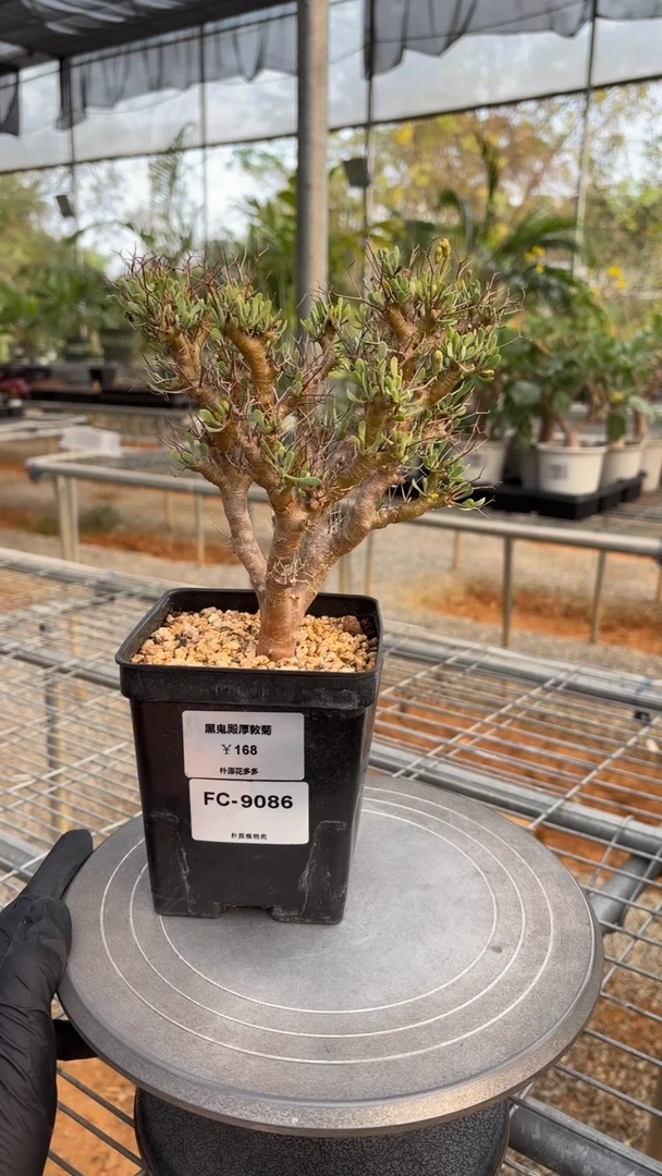 黑鬼殿厚敦菊FC-9086