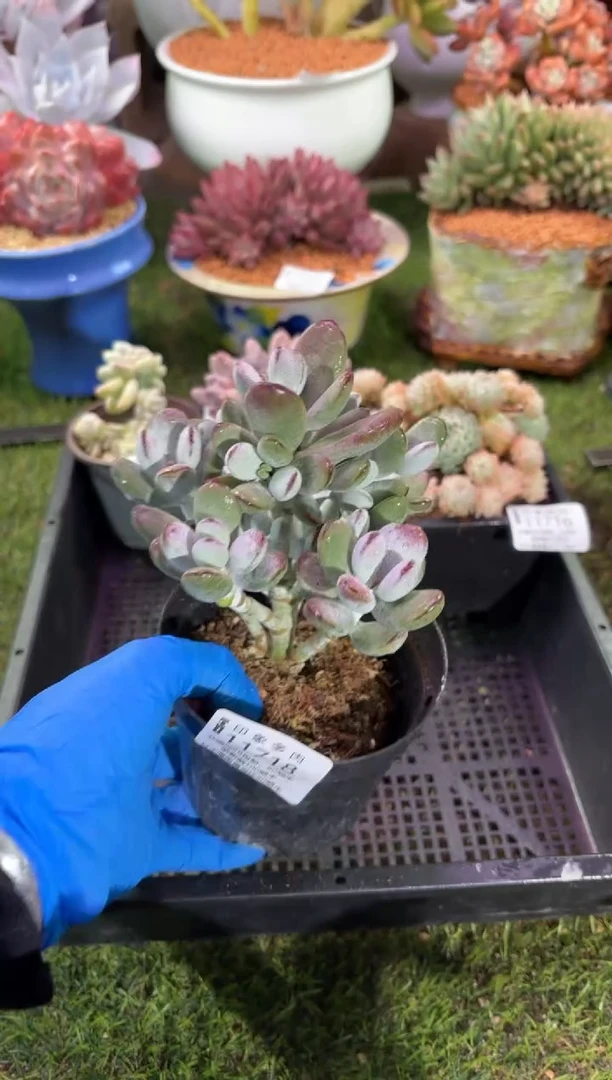 【闪购商品】11718