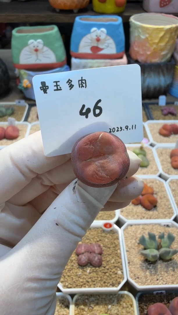 小**宝25.9.11-46小鱼宝宝