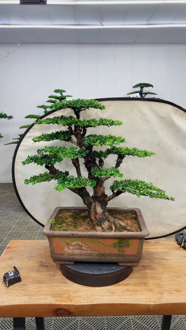 无花朵造型盆景一物一拍