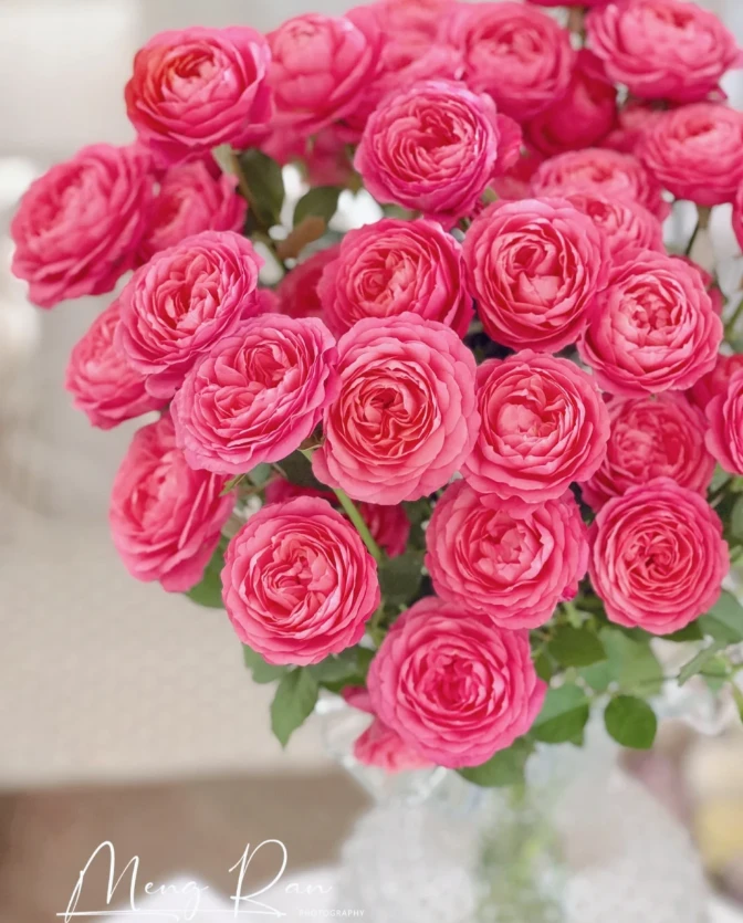 【玫瑰】胭脂公主 任拍三单包顺空鲜切花10支装%20不售后家居插花