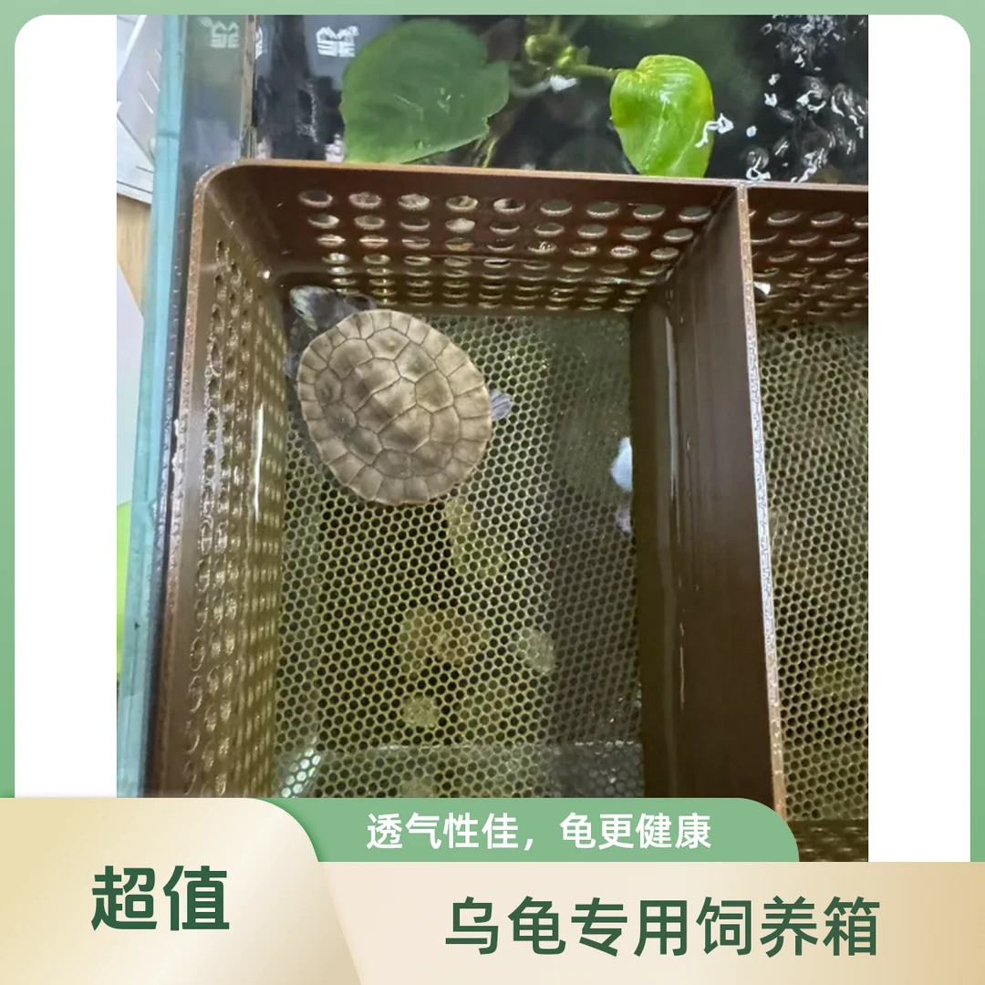 小乌龟苗隔离盒黑色白色乌龟发色盒幼龟龟缸饲养蛋龟鱼缸鱼苗孵化
