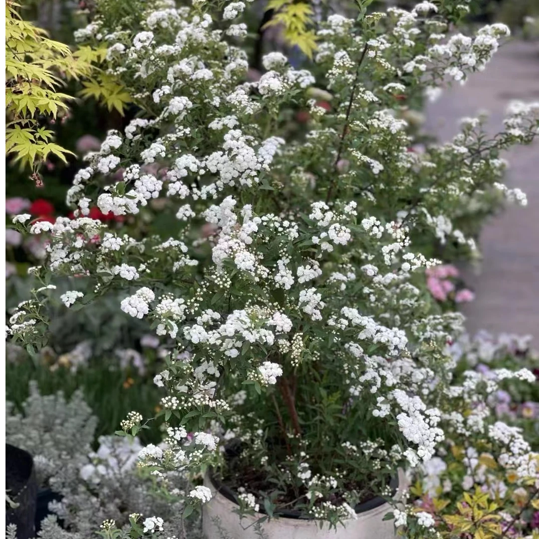 绣线菊（黄金喷泉八重小手球）网红造景阳台庭院植物