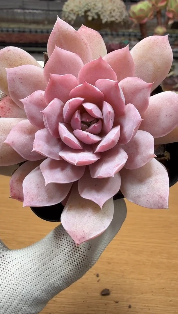 东云多肉园二店-227