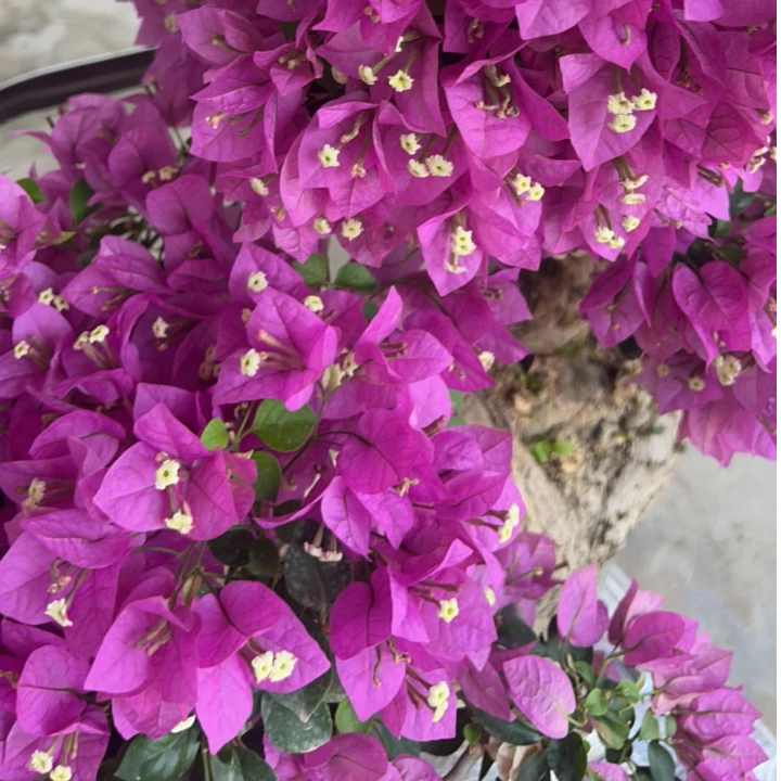 三角梅精品盆景一物一拍（全国包邮6）