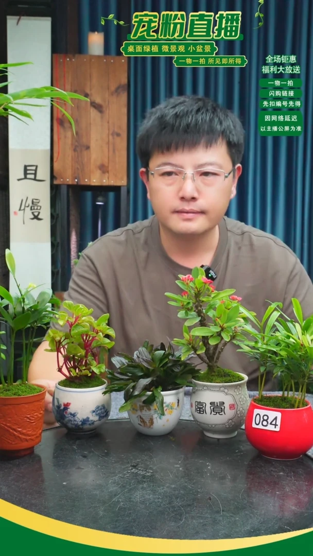 无花朵王*石苔藓微景观084号