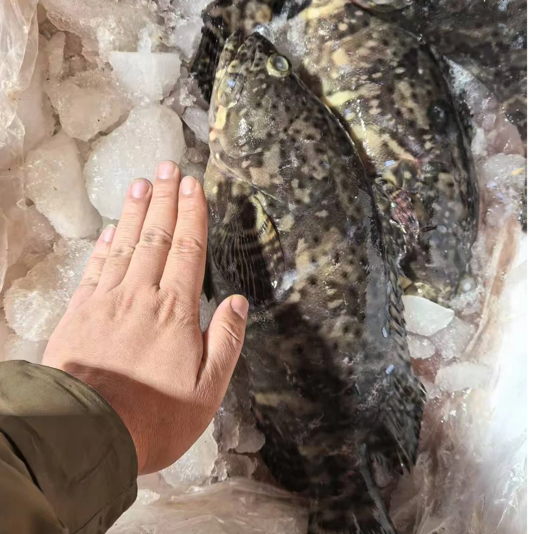 新鲜老虎斑2斤一条×2