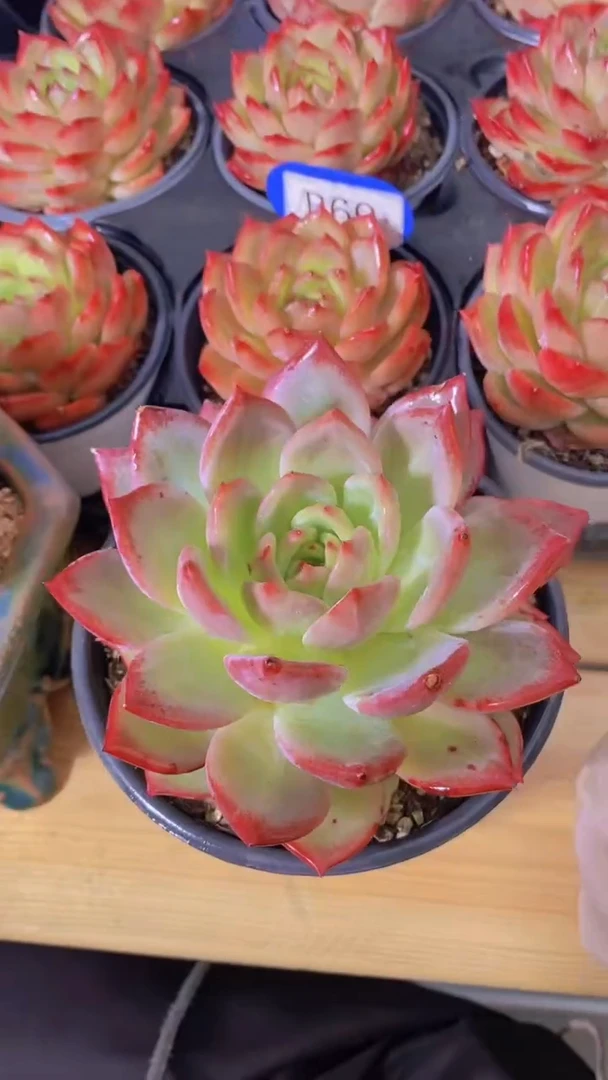 B56-母本夜魔侠脱土发12cm（量拍）