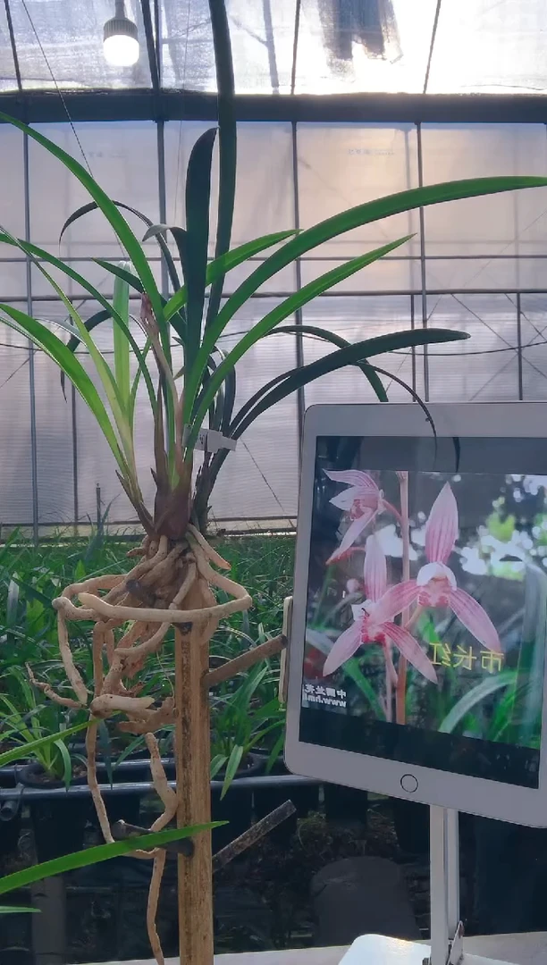 当前无花朵，栽培后可花朵笑*湖市长红