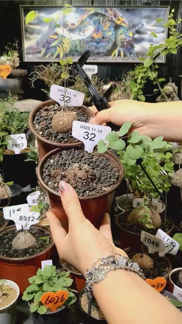 32号1118福利南非龟甲龙买一送一