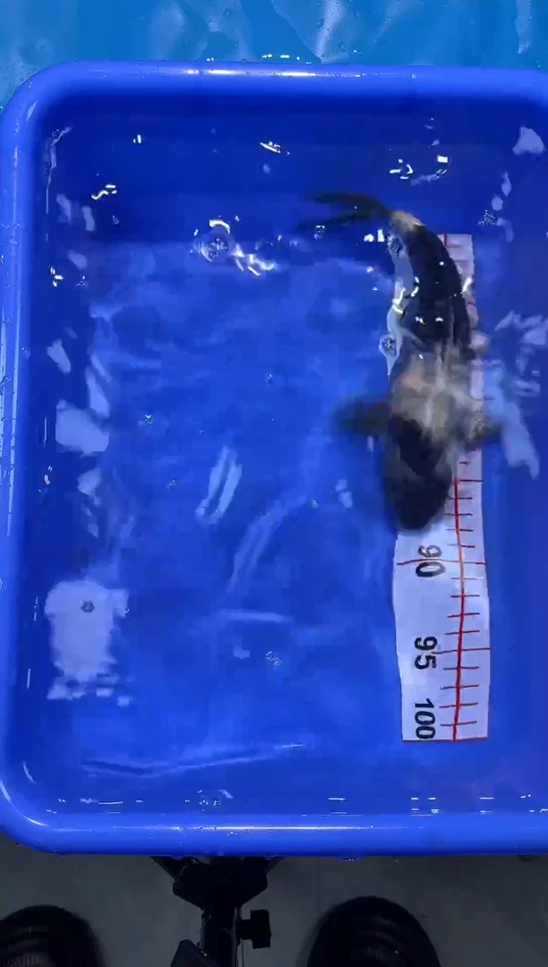 锦鲤汇鼎锦鲤竞拍2025/12/31日---1号