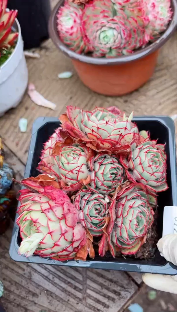 【闪购商品】07256