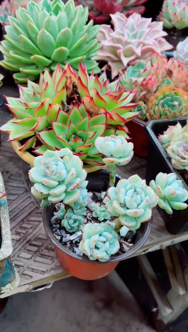 28005多肉植物一物一拍