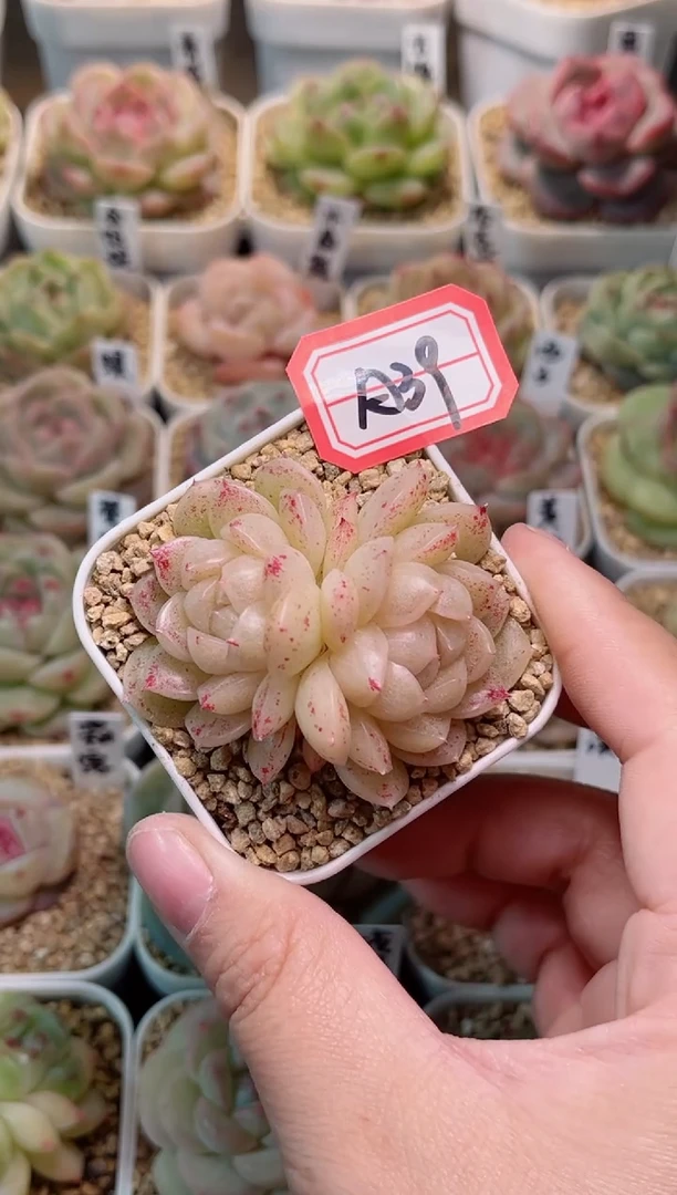 【闪购商品】A39浮游一物一拍