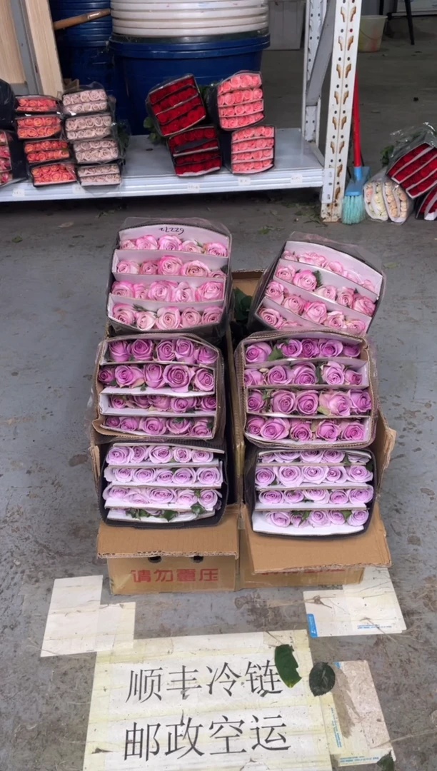 海洋之歌20枝+朱小姐20枝+气场20枝