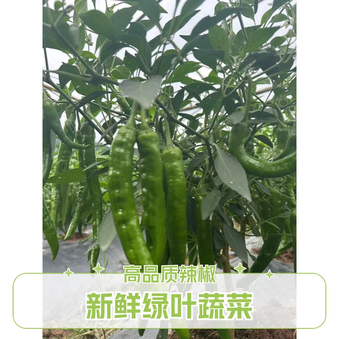 老张家新鲜菜椒农家自产