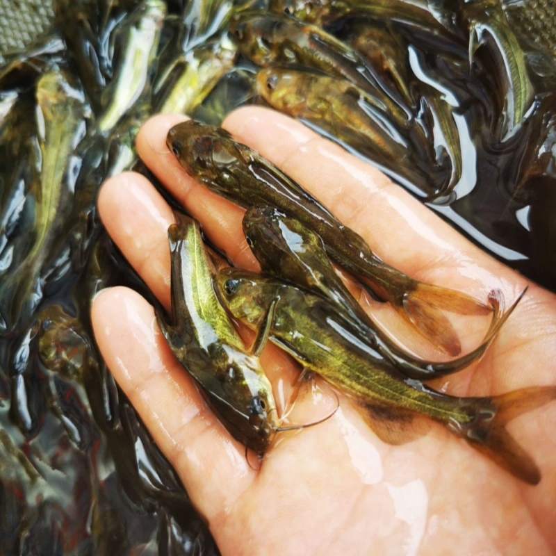 【渔场直发按斤称】黄颡鱼 黄骨鱼 黄辣丁 昂刺鱼苗活体耐活好养