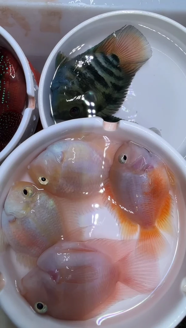 红宝石鱼一对白金一对胭脂