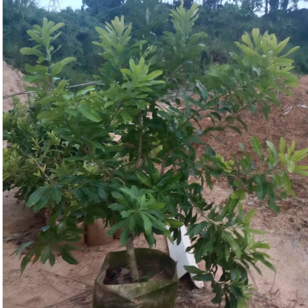 正宗东魁黑炭杨梅树带土球庭院盆栽地栽易种好打理一物一拍