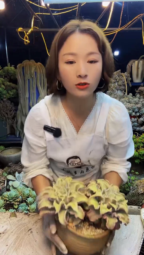 @**呀绵绵2号一物一拍带盆（物流自理）