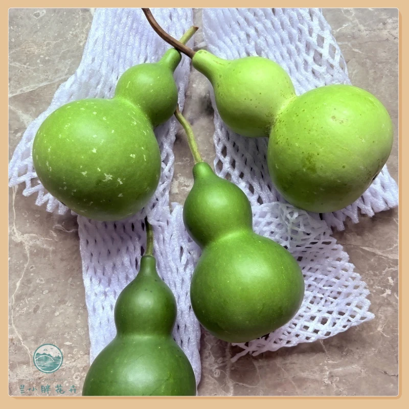【兰小胖】精选-中号鲜切青皮葫芦“福禄”寓意好物可做干花顺丰包邮