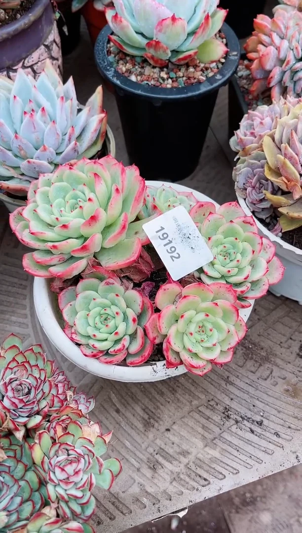 【闪购商品】19192多肉